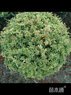 高度80厘米小丑火棘球