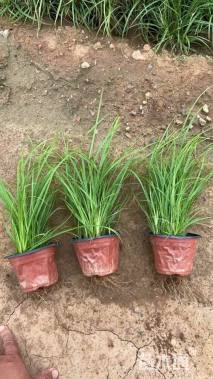 高度20厘米青绿苔草