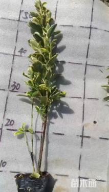 高度40厘米金边黄杨