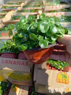 高度20厘米铜钱草