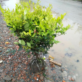 高度30厘米金森女贞小苗