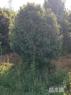 高度180厘米茶花