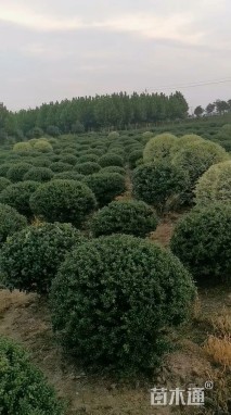 冠幅100厘米龟甲冬青球