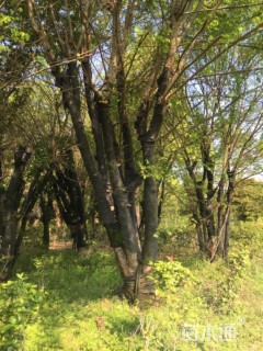 10公分多杆香樟