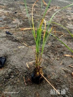 高度30厘米香蒲