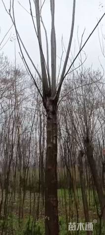 高度200厘米丛生紫荆