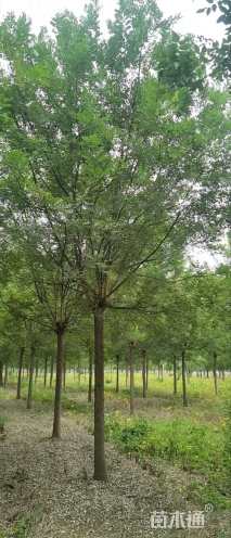 16公分国槐