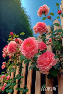 150厘米藤本月季