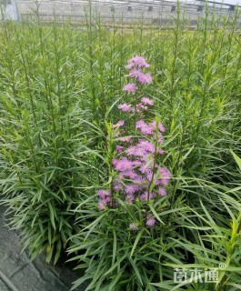 高度10厘米荷兰菊