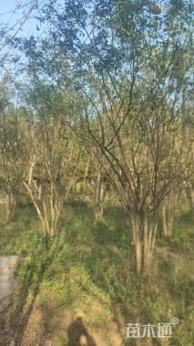 高度500厘米丛生国槐