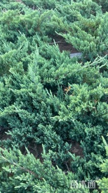 高度40厘米铺地柏