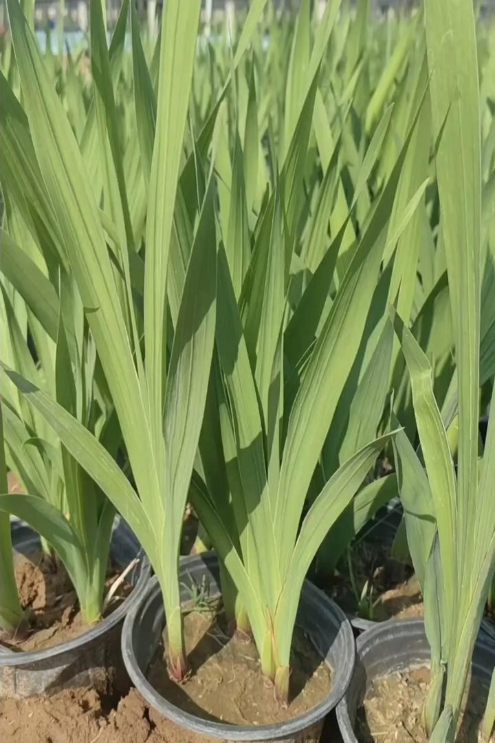 高度30厘米唐菖蒲