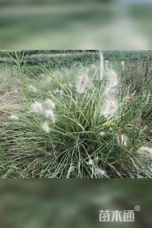高度40厘米白美人狼尾草