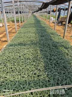 高度15厘米墨西哥鼠尾草