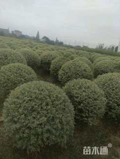 冠幅180厘米水蜡球