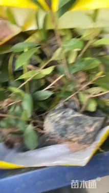 1公分红叶石楠
