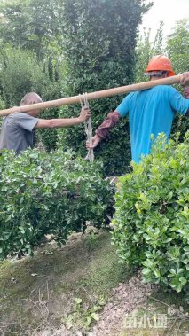 高度200厘米大叶黄杨柱