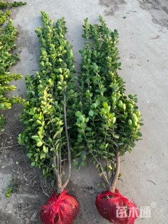 高度250厘米北海道黄杨
