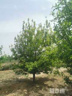 10公分八棱海棠