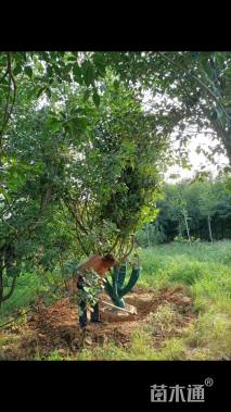 高度600厘米丛生黄栌