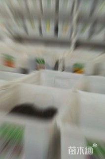 紫茉莉种子