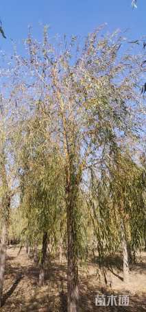 15公分金丝垂柳