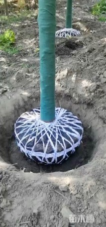 7公分金叶水杉