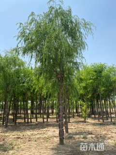 15公分嫁接垂柳