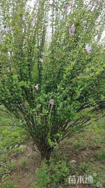 高度200厘米丛生木槿