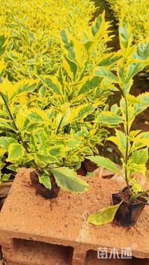 高度25厘米假连翘