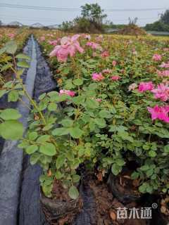 高度50厘米丰花月季