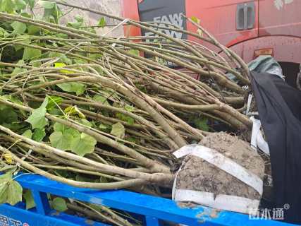 高度200厘米木芙蓉
