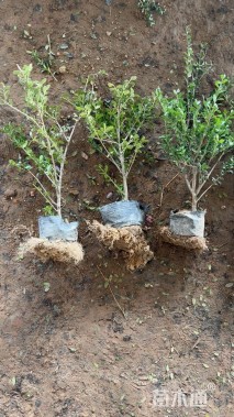 高度40厘米龟甲冬青