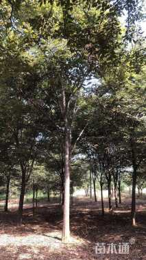 20公分榉树