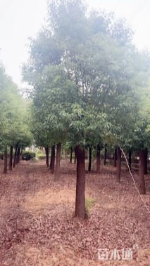15公分香樟
