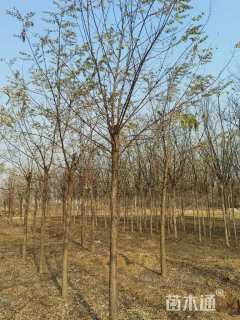 15公分刺槐