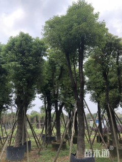 20公分香樟