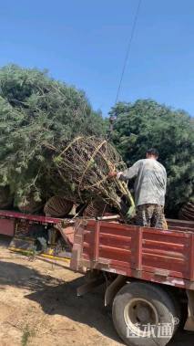 高度500厘米白皮松