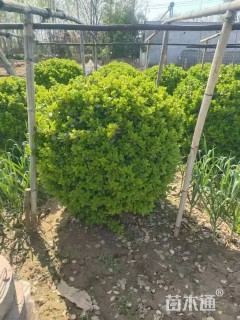 冠幅100厘米卫矛球