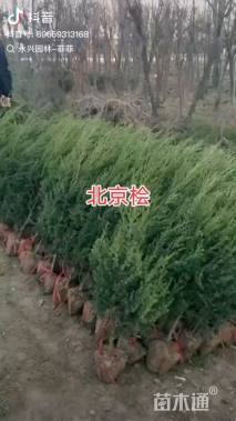 高度300厘米北京桧