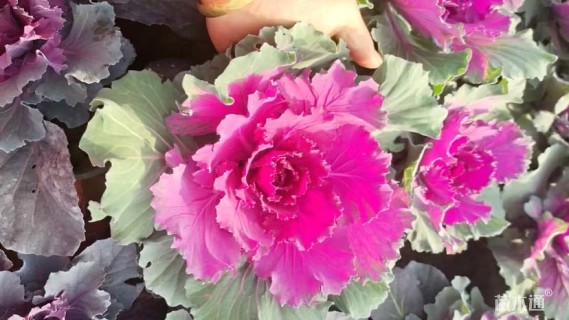 高度15厘米羽衣甘蓝