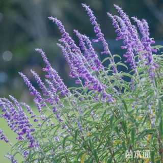 高度15厘米墨西哥鼠尾草