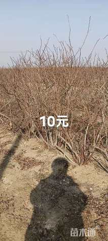 高度70厘米蓝莓