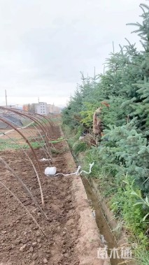 高度300厘米云杉