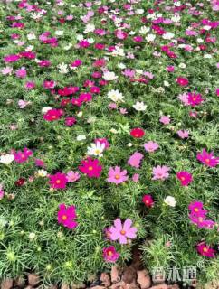 高度15厘米波斯菊