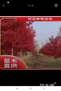 12公分美国红枫-红冠