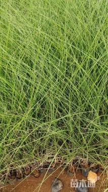 高度35厘米细叶芒