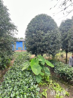 11公分桂花