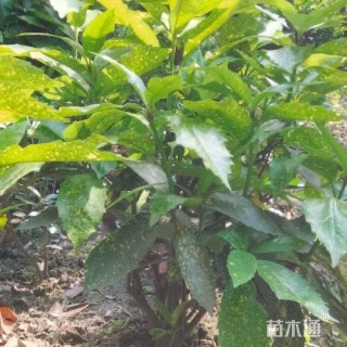 高度50厘米洒金珊瑚