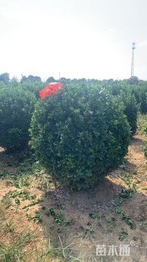 冠幅120厘米大叶黄杨球